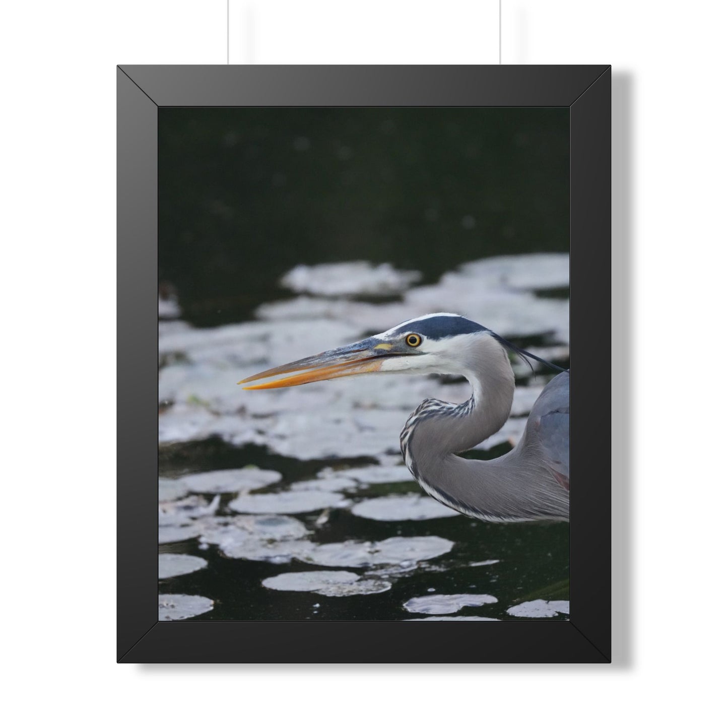 Still Hunter | Framed Blue Heron Print