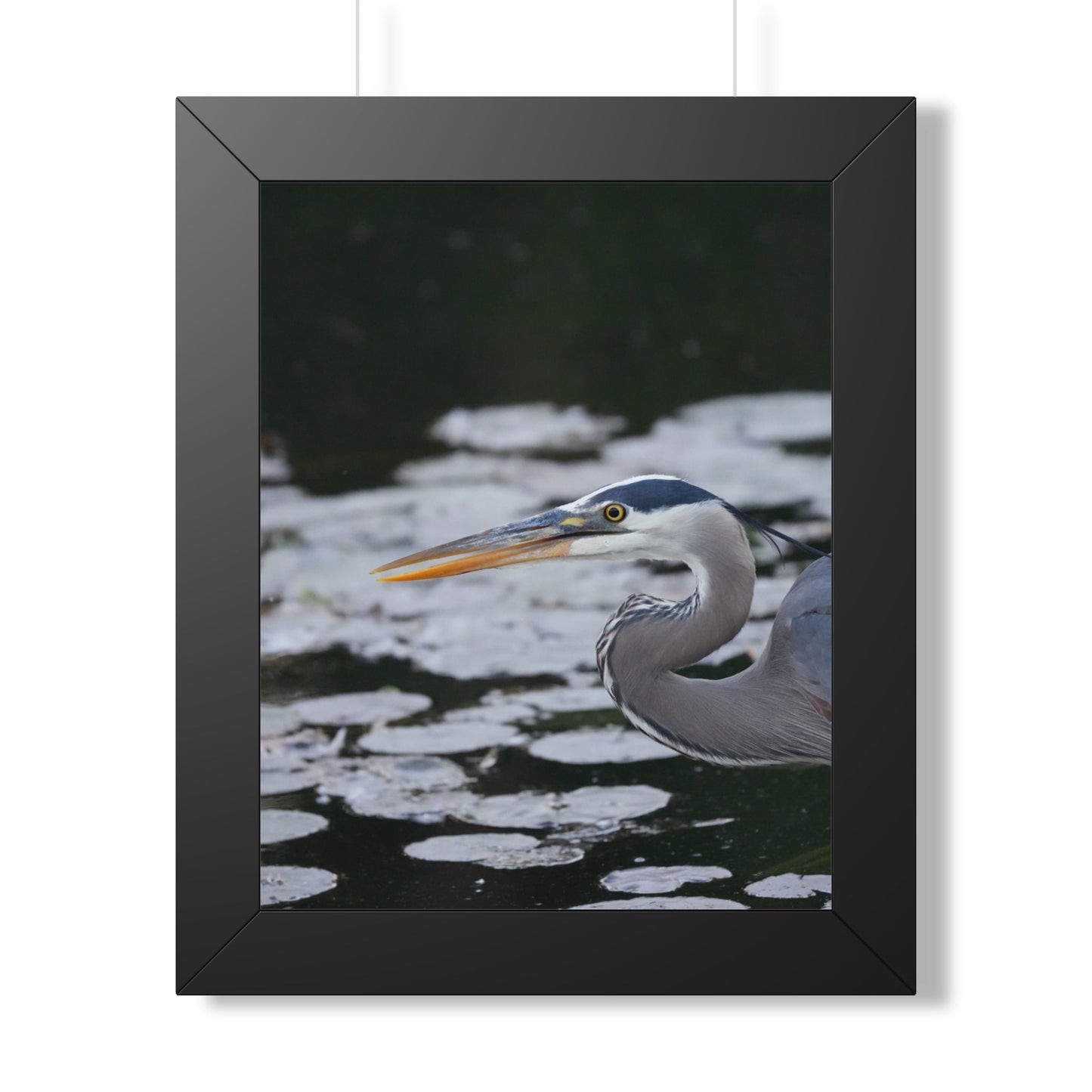 Still Hunter | Framed Blue Heron Print