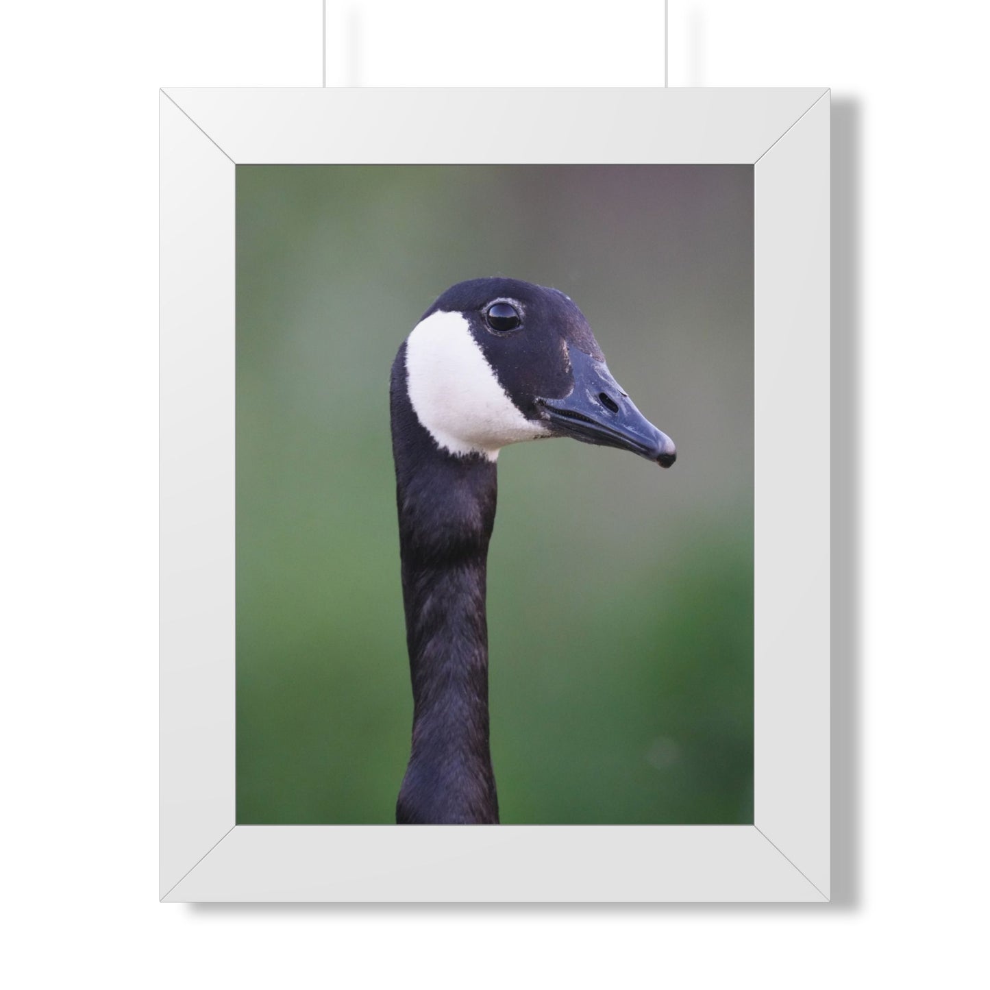 Quiet Watcher | Canada Goose Wildlife Print