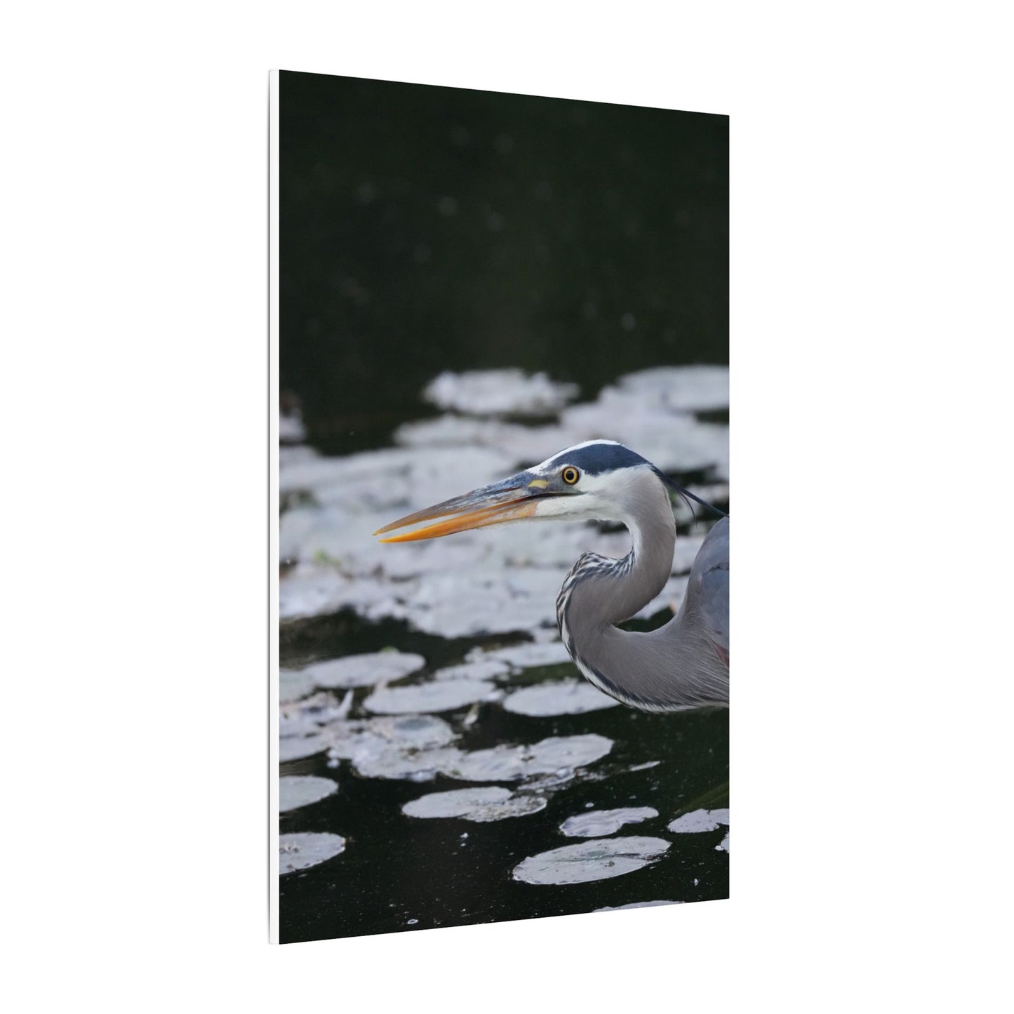 Still Hunter | Great Blue Heron Canvas