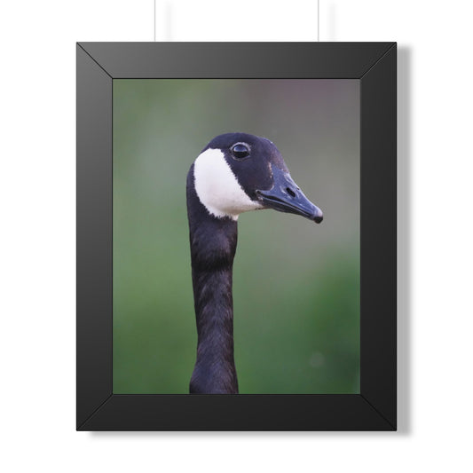 Quiet Watcher | Canada Goose Wildlife Print