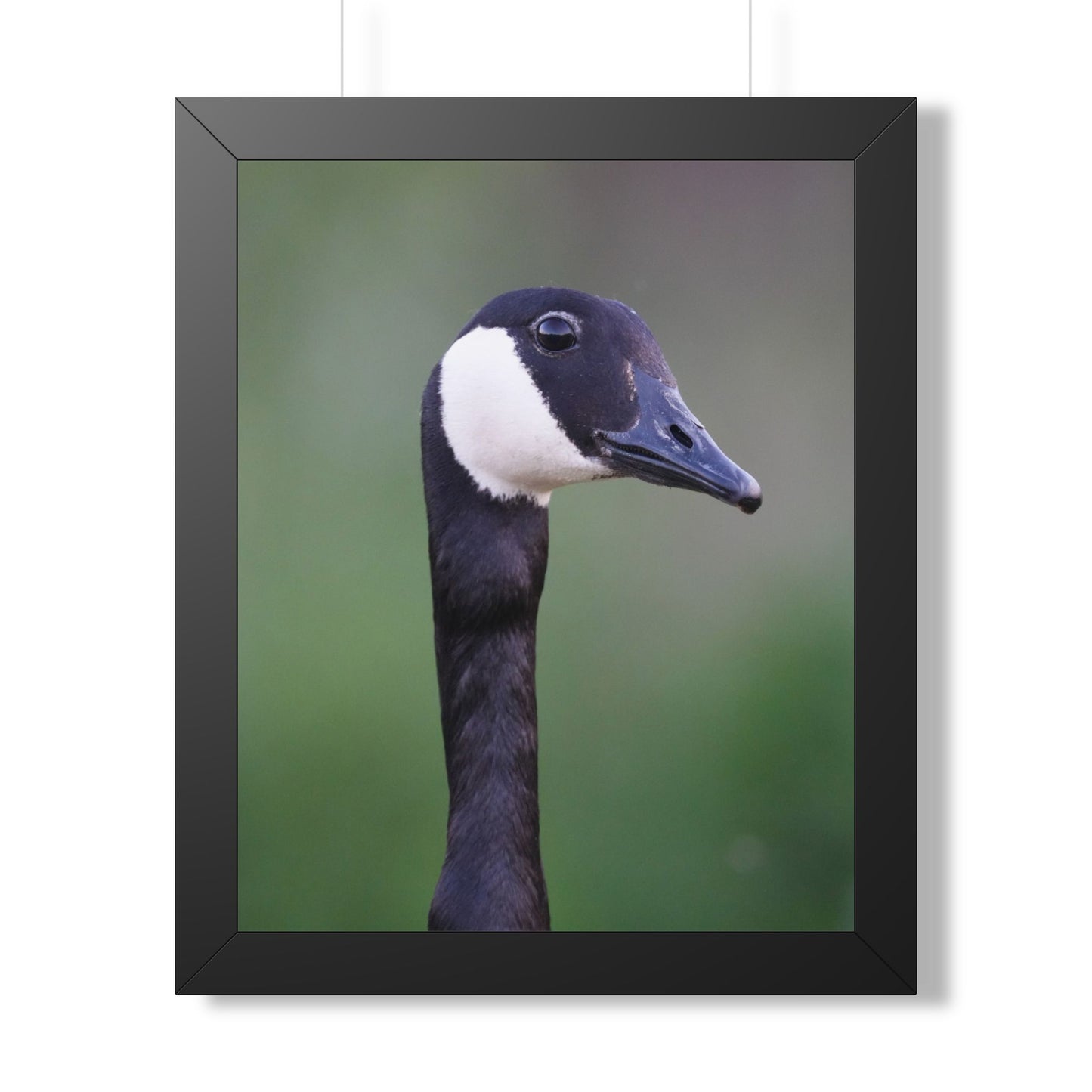 Quiet Watcher | Canada Goose Wildlife Print