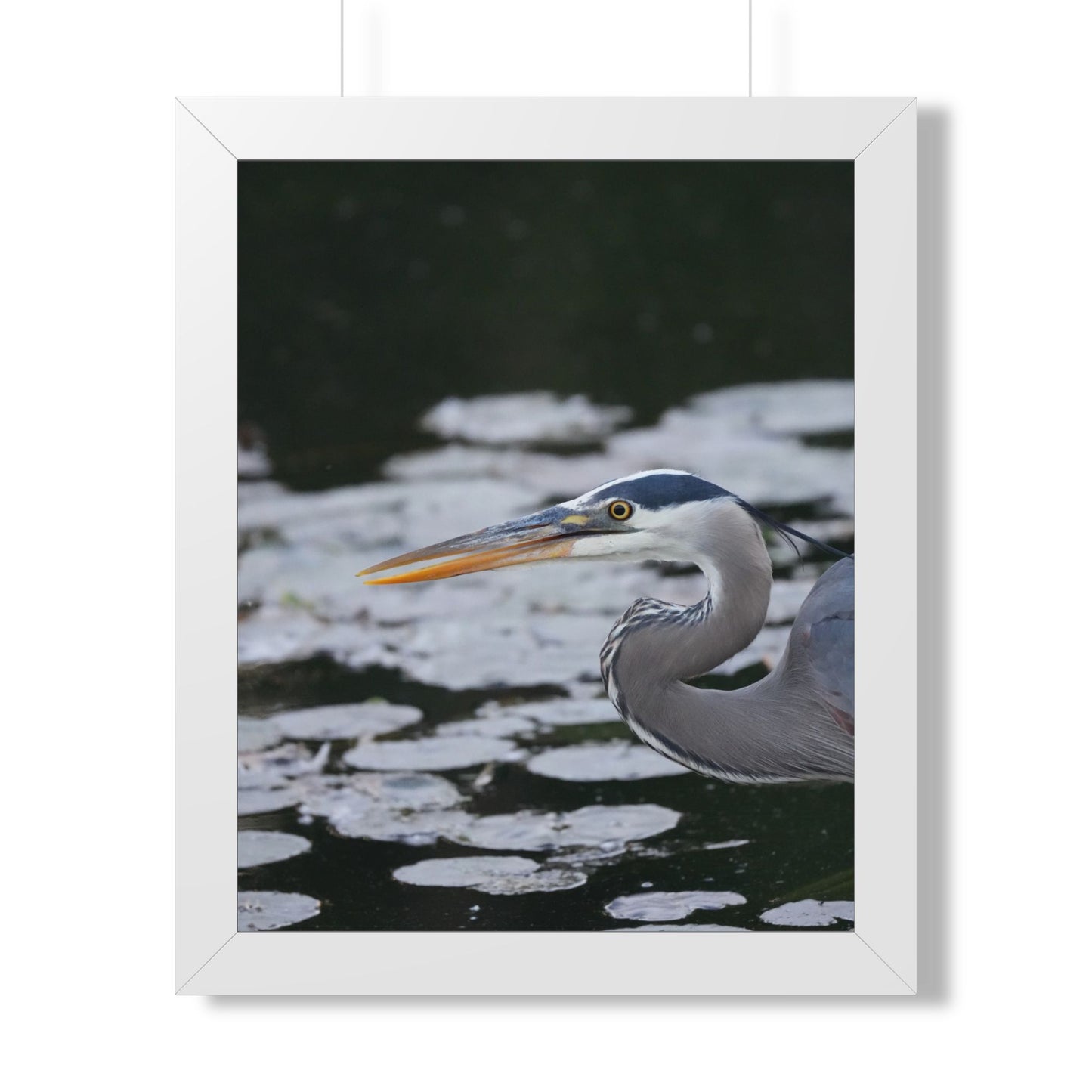 Still Hunter | Framed Blue Heron Print