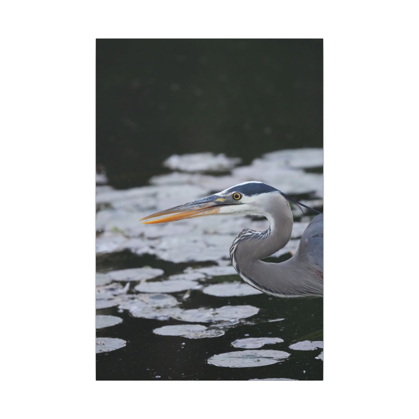 Still Hunter | Great Blue Heron Canvas