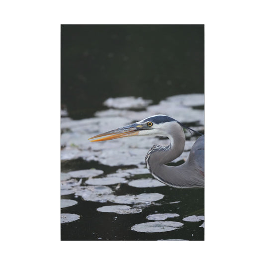 Still Hunter | Great Blue Heron Canvas