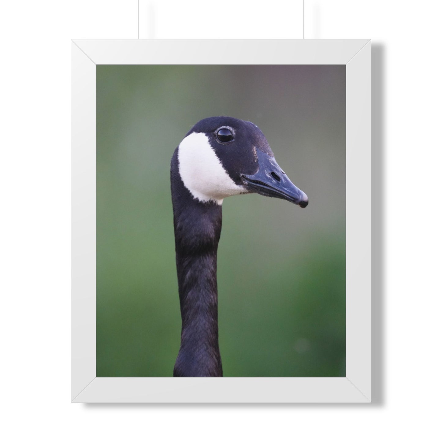 Quiet Watcher | Canada Goose Wildlife Print