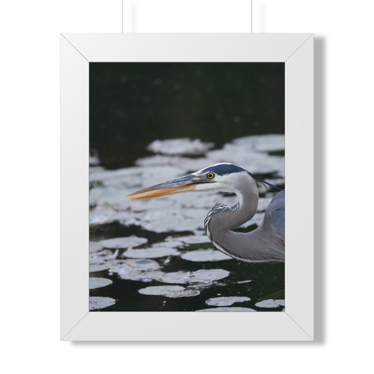 Still Hunter | Framed Blue Heron Print
